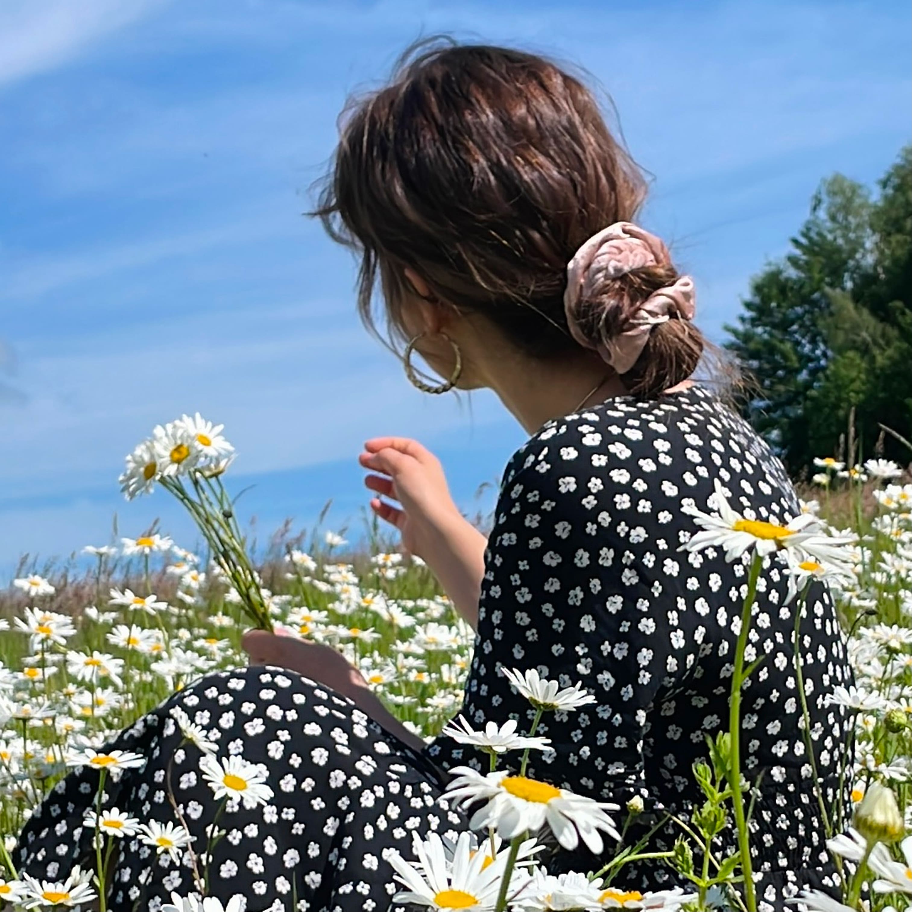 Sběr lučních kopretin